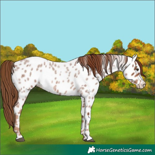 Horse Color:Red Roan Near Leopard 