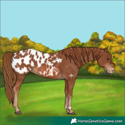 Horse Color:Chestnut Blanket 