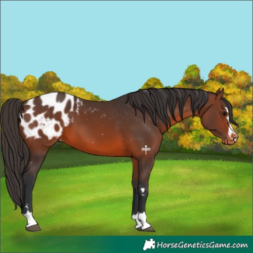 Horse Color:Brown Blanket 