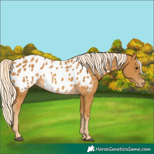Horse Color:Palomino Blanket 