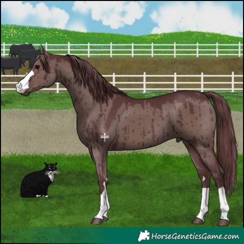 Horse Color:Chocolate Grullo Brindle 