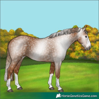 Horse Color:Gray Chestnut Splash Frame 