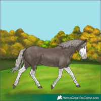 Horse Color:Silver Black Splash 