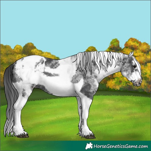 Horse Color:White Spotted Black Splash Tobiano Frame Appaloosa