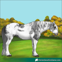 Horse Color:White Spotted Black Splash Tobiano Frame Appaloosa