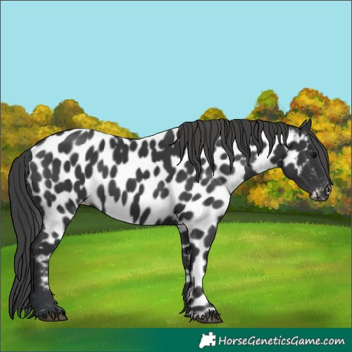Horse Color:Black Near Leopard 
