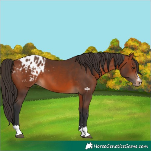 Horse Color:Bay Blanket 