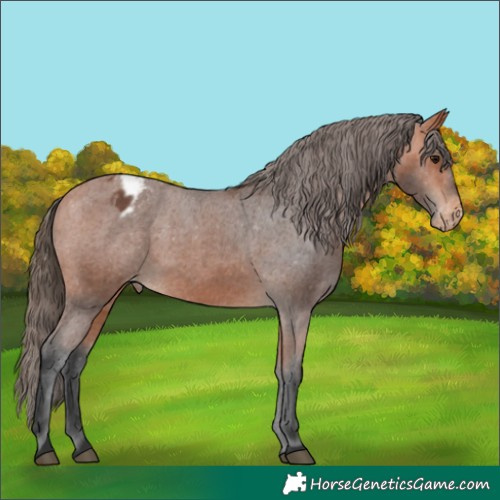 Horse Color:Bay Appaloosa 