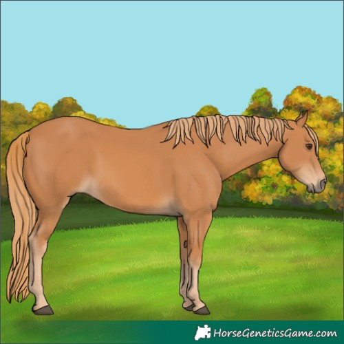 Horse Color:Unknown 