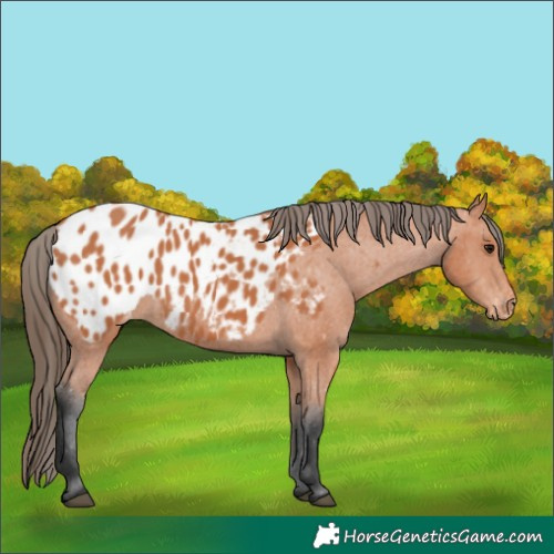 Horse Color:Bay Appaloosa 