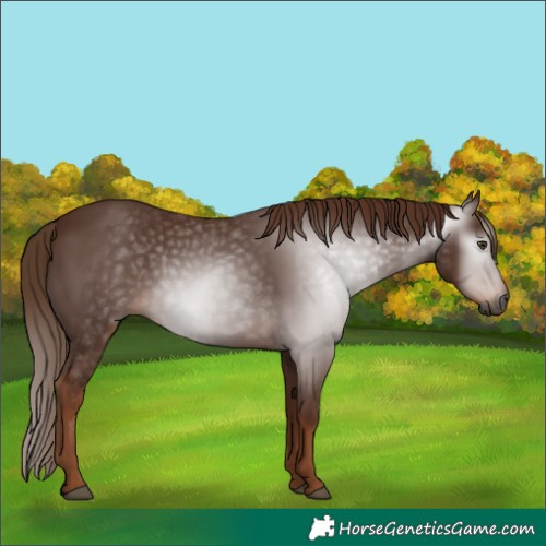 Horse Color:Gray Chestnut 