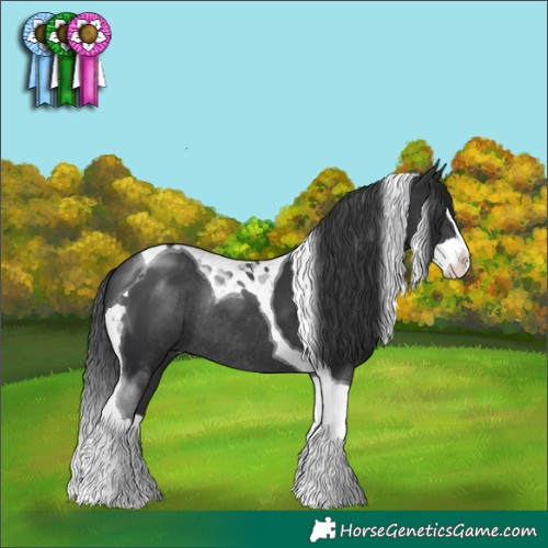Horse Color:Black Splash Tobiano Rabicano 