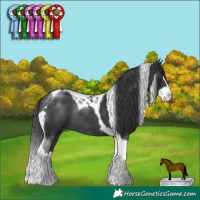 Horse Color:Black Splash Tobiano Rabicano