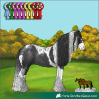 Horse Color:Black Splash Tobiano Rabicano