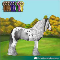 Horse Color:Black Splash Tobiano Rabicano 