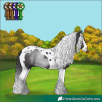 Horse Color:Black Splash Tobiano Rabicano 