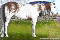 Horse Color:White Spotted Bay Splash
