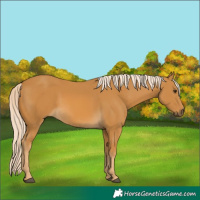 Horse Color:Palomino 