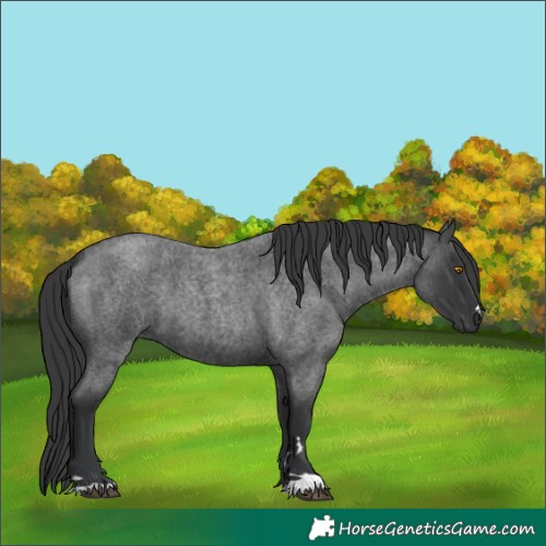 Horse Color:Blue Roan 