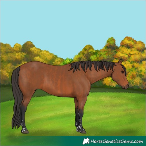 Horse Color:Bay and Bay