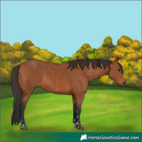 Horse Color:Bay  and Bay 