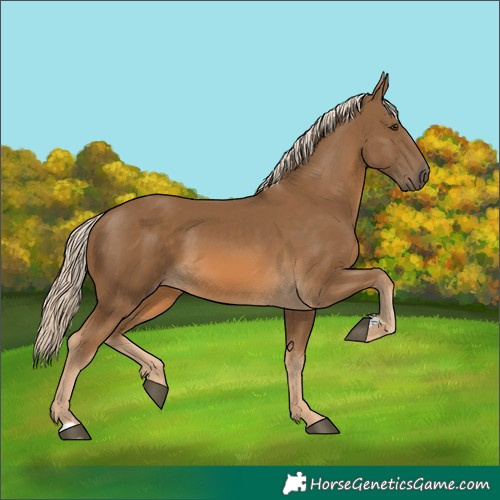 Horse Color:Chocolate Palomino 