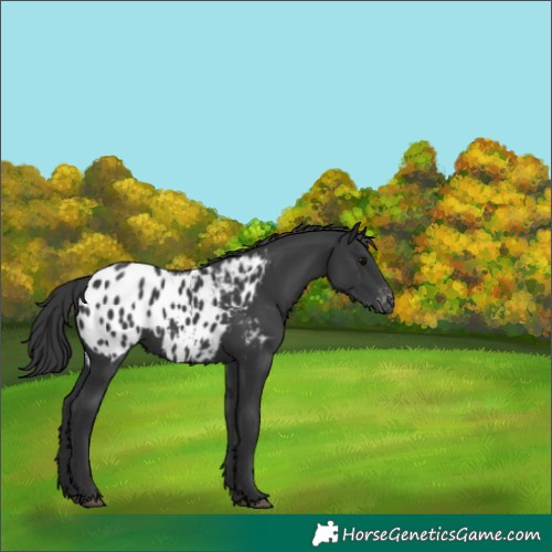 Horse Color:Black Appaloosa 