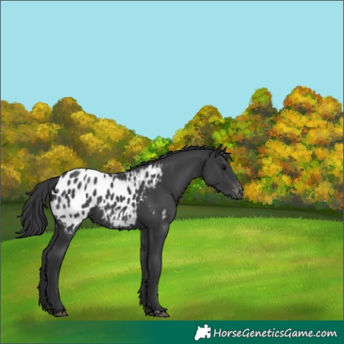 Horse Color:Black Appaloosa