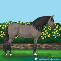 Horse Color:Grullo 