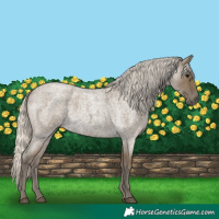 Horse Color:Silver Smoky Blue Roan