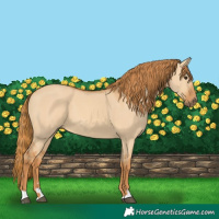 Horse Color:Red Dun 