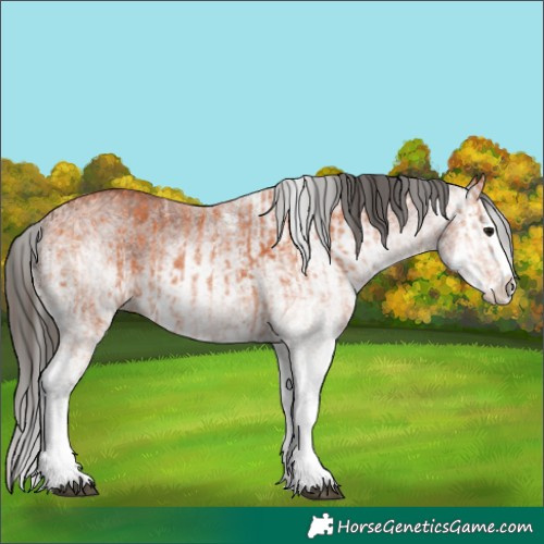 Horse Color:White Spotted Bay Splash and Gray White Spotted Bay Splash