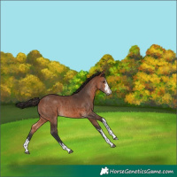 Horse Color:Bay  and Bay 