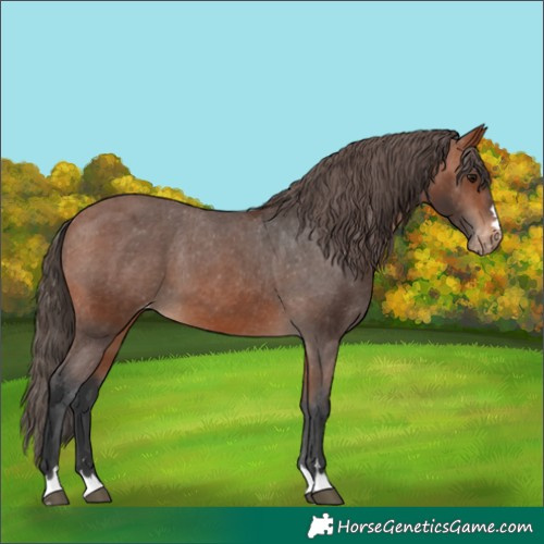 Horse Color:Bay Appaloosa