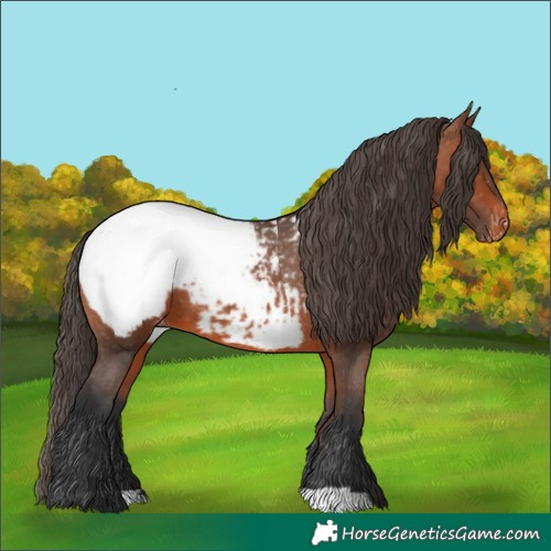 Horse Color:Bay Snowcap 