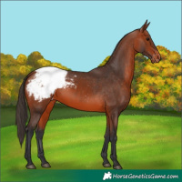 Horse Color:Bay Appaloosa 