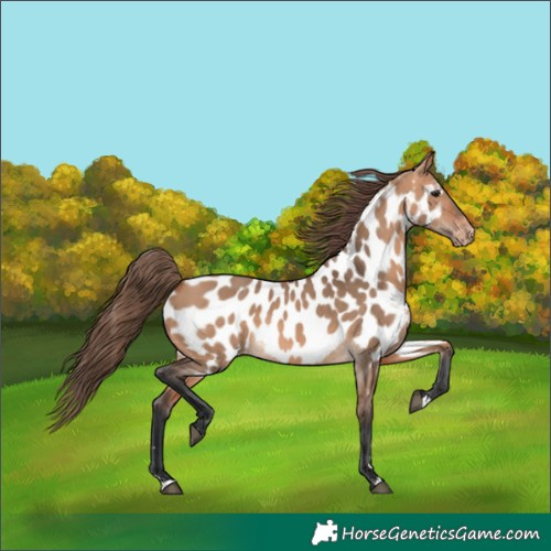Horse Color:Bay Dun Appaloosa