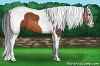 Horse Color:Bay Sabino Splash Tobiano 