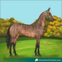 Horse Color:Bay  and Bay Dun 
