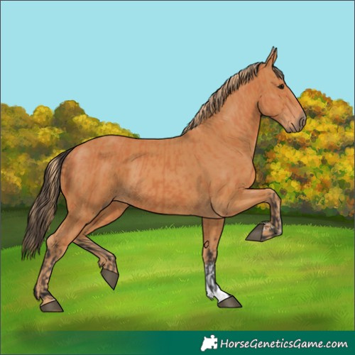Horse Color:Bay  and Chestnut 