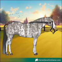 Horse Color:Grullo Sabino Splash  and Grullo Sabino Splash 