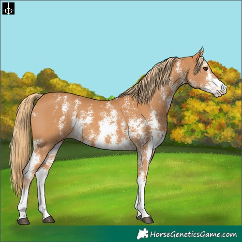 Horse Color:Chestnut Sabino