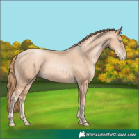 Horse Color:Gold Champagne Pearl Rabicano and Gold Champagne Pearl Rabicano
