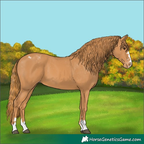 Horse Color:Chestnut Appaloosa 