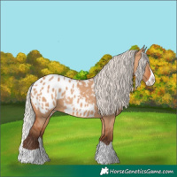Horse Color:Silver Bay Dun Splash Appaloosa 