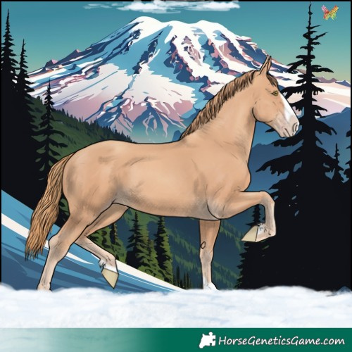 Horse Color:Gold Champagne Splash