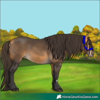 Horse Color:Buckskin 