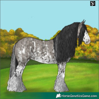 Horse Color:Grullo Sabino Splash  and Grullo Sabino Splash 