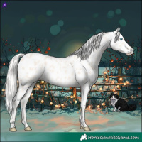 Horse Color:Cremello Dun Appaloosa