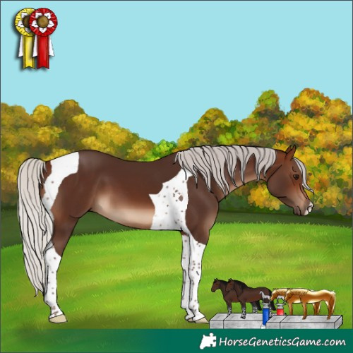 Horse Color:Silver Brown Tobiano 